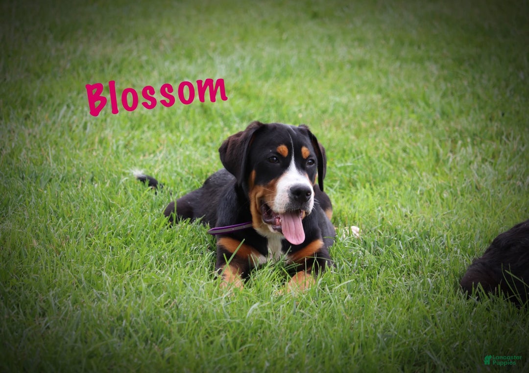 Greater Swiss Mountain Dog dogs for sale: Blossom - Image 5