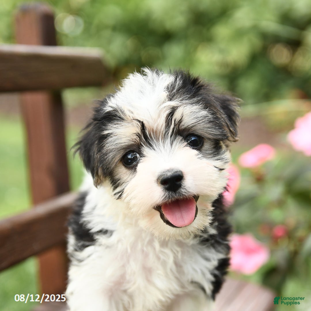 Morkie dogs for sale: Muffin - Image 3