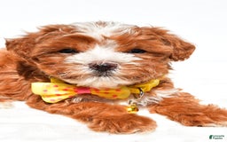 Maltipoo dogs for sale: Dexter - Image 4