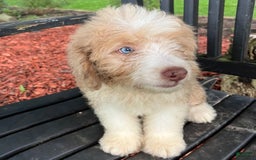 Mini Aussiedoodle dogs for sale: Sunny - Image 25