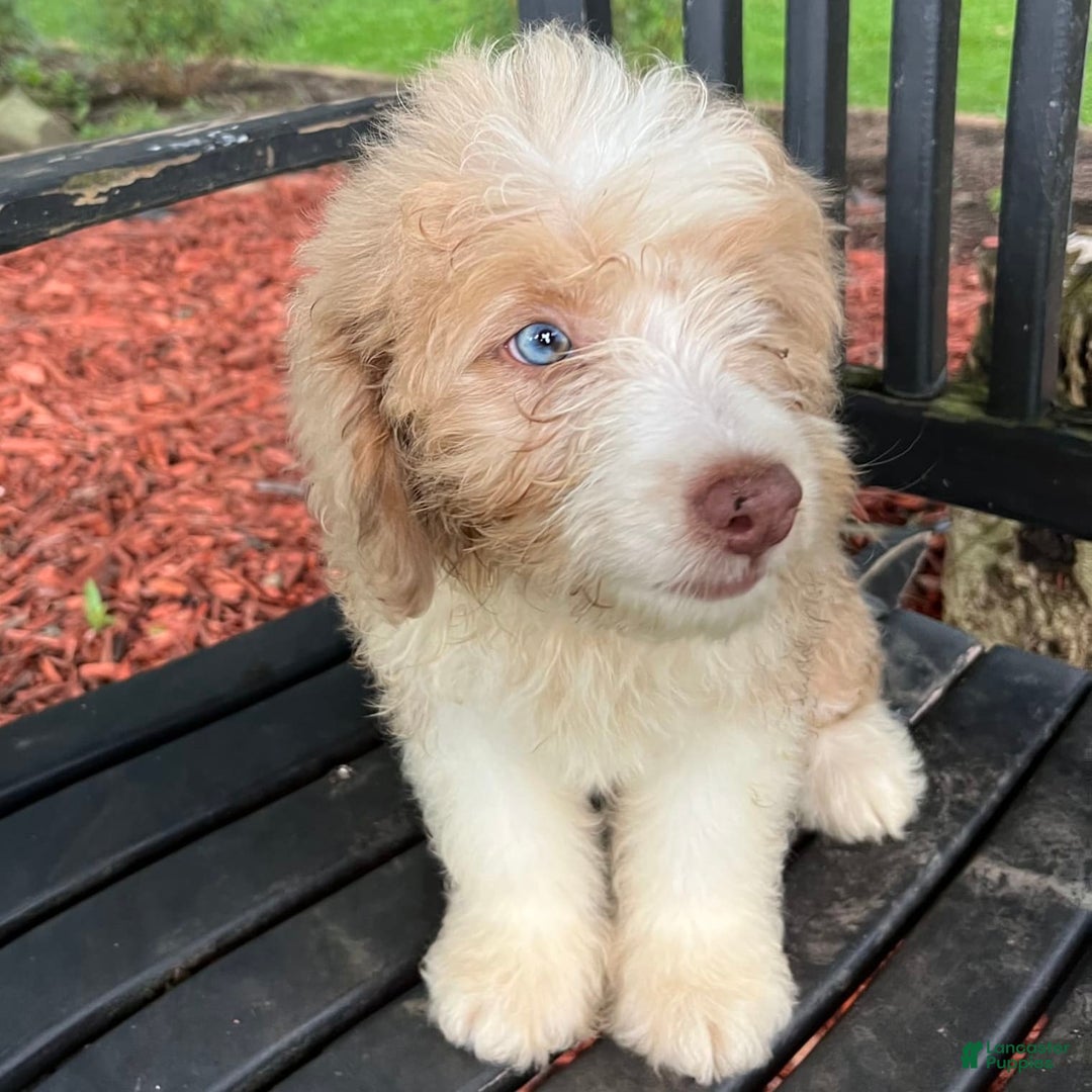 Mini Aussiedoodle dogs for sale: Sunny - Image 25