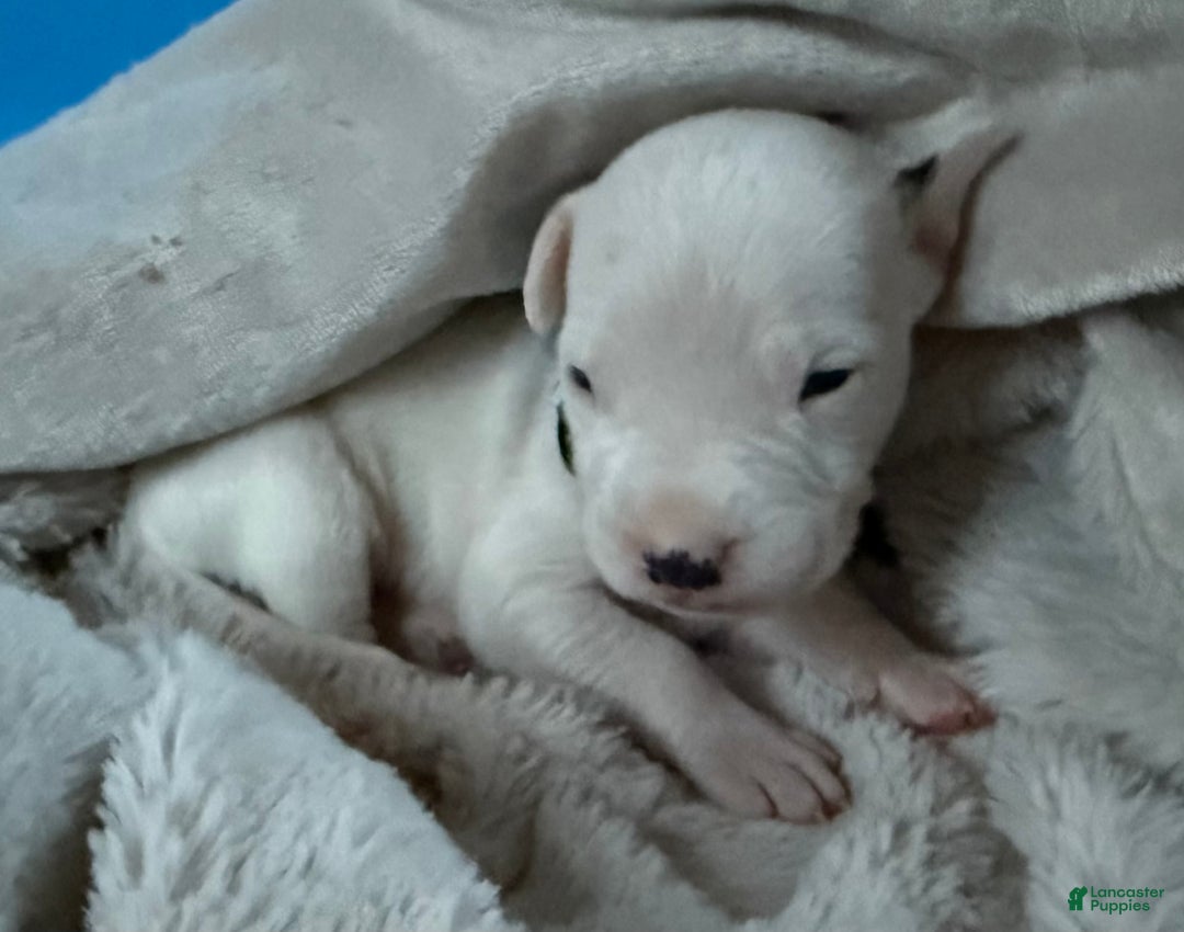 Dogo Argentino dogs for sale: M3 - Image 2