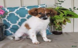 Papillon dogs for sale: Chico - Image 2