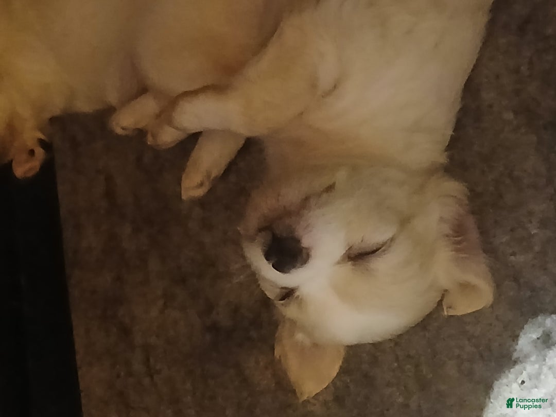 Chihuahua dogs for sale: Fluffy white Puppies - Image 4