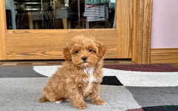 Maltipoo dogs for sale: Tanner - Image 7