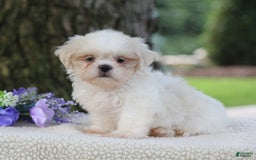 Shih Tzu dogs for sale: Casey - Image 5