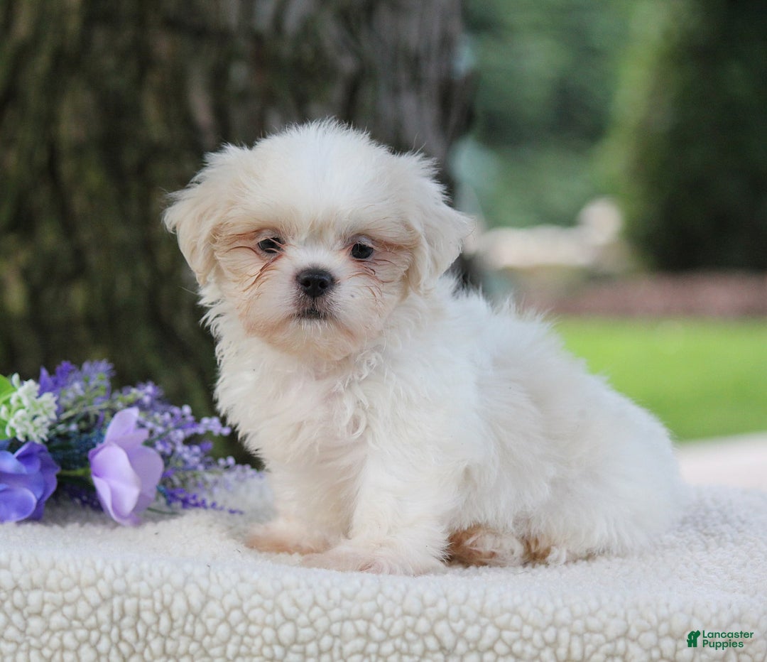 Shih Tzu dogs for sale: Casey - Image 5