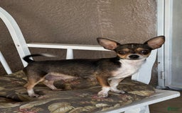 Chihuahua dogs for sale: Captain - Image 16