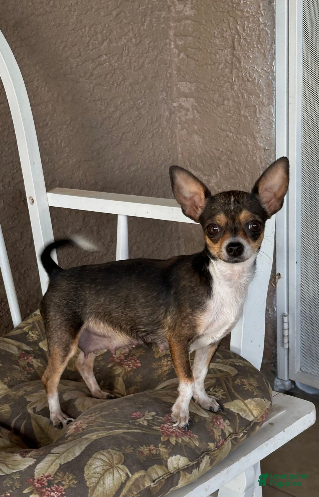 Chihuahua dogs for sale: Captain - Image 16