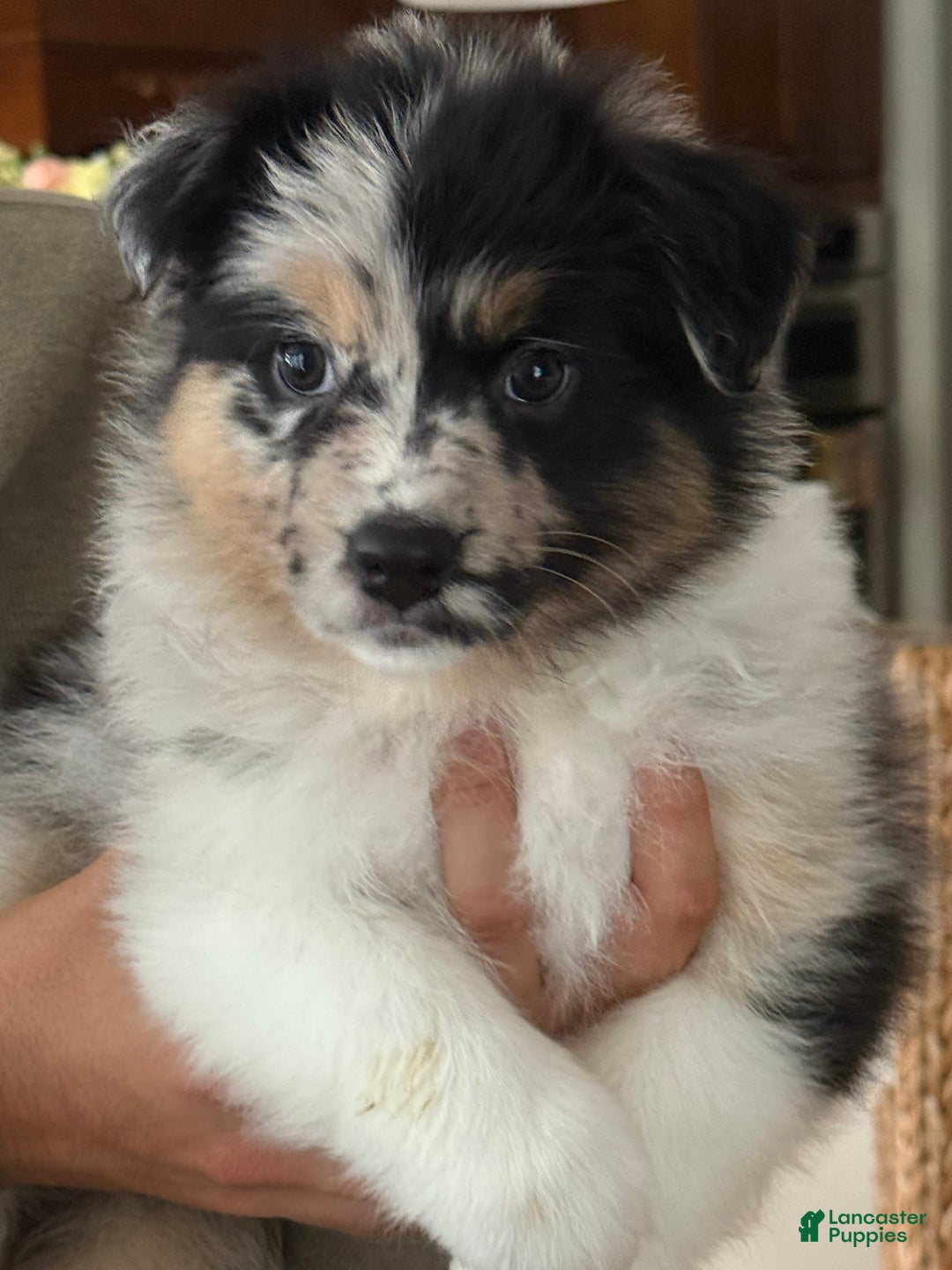 Australian Shepherd dogs for sale: Pineapple - Image 10