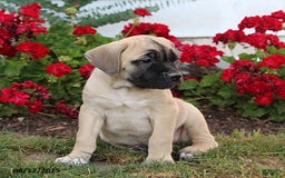 Cane Corso dogs for sale: Daisy - Image 2