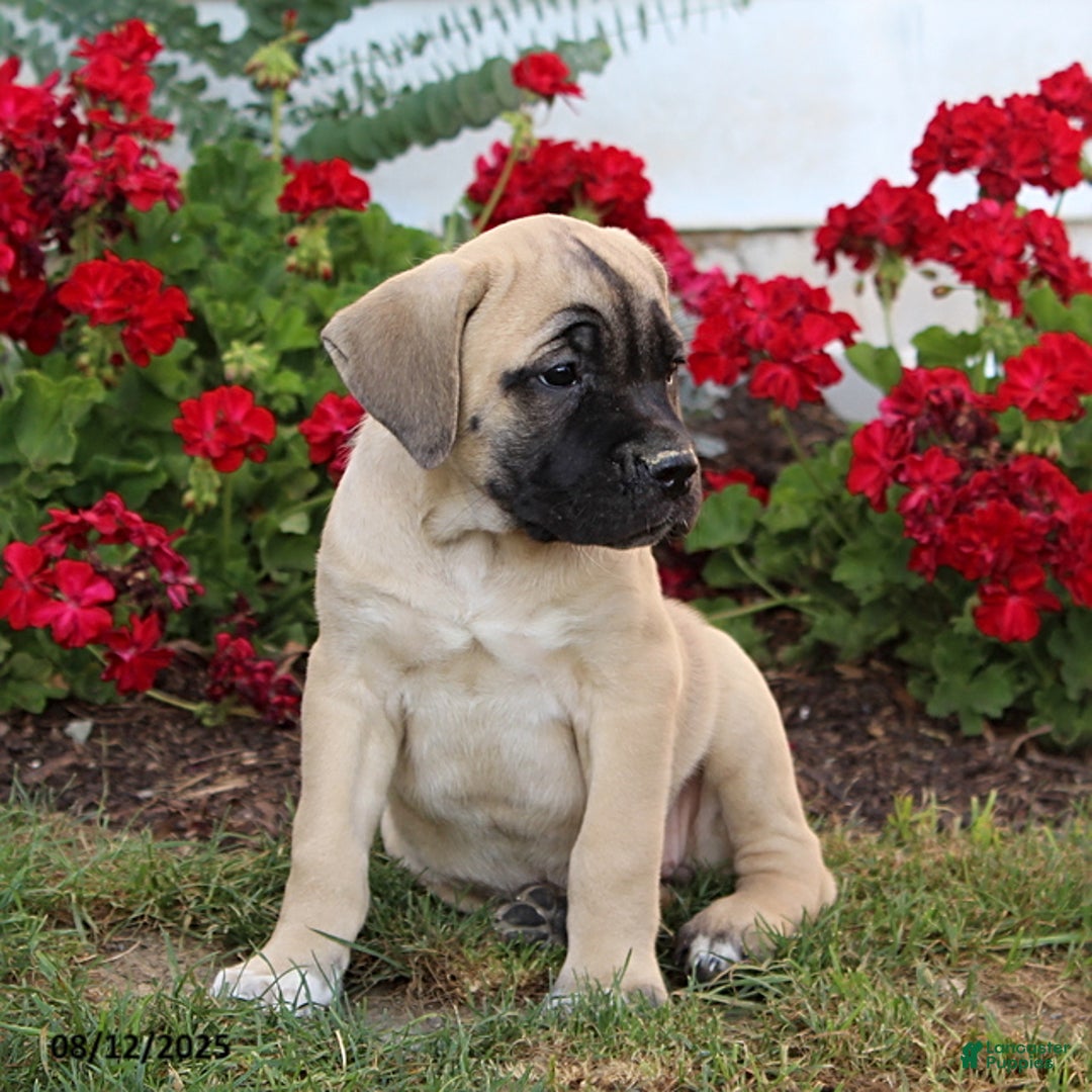 Cane Corso dogs for sale: Daisy - Image 2