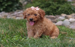 Goldendoodle dogs for sale: Holly - Image 3