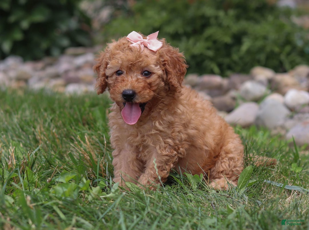 Goldendoodle dogs for sale: Holly - Image 3