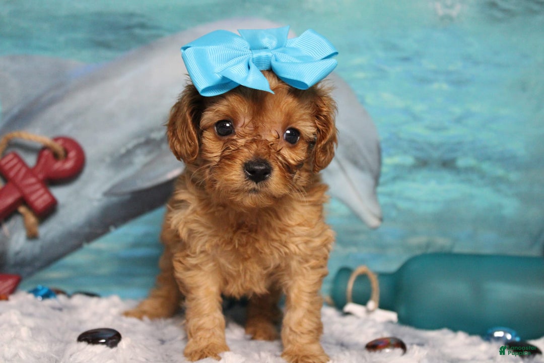 Cavapoo dogs for sale: Phoenix - Image 34