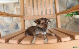 Shorkie dogs for sale: Kipper - Image 6