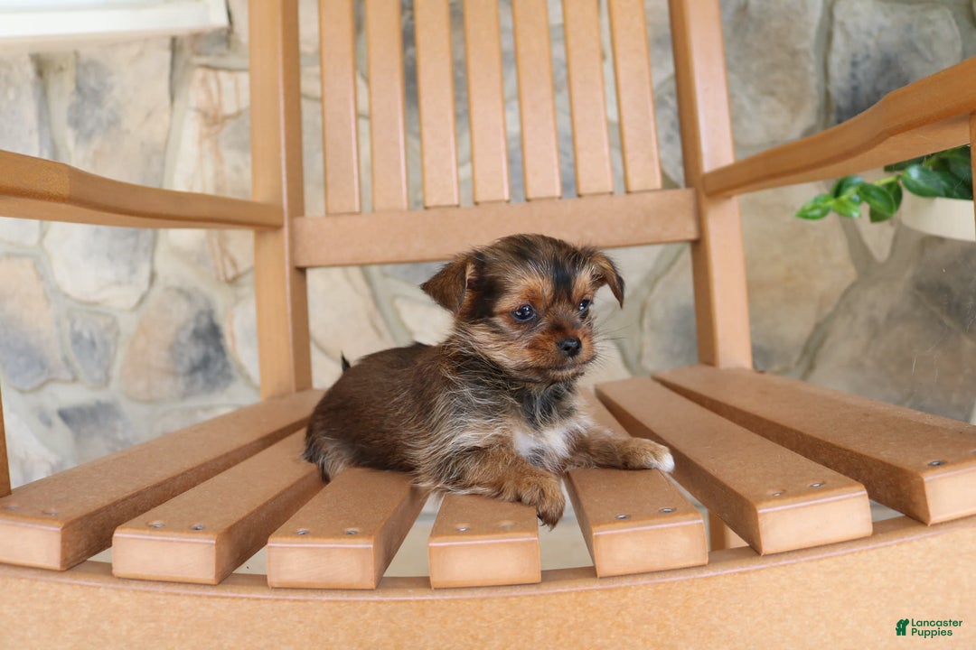 Shorkie dogs for sale: Kipper - Image 6