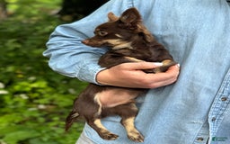Chihuahua dogs for sale: Hershey - Image 11