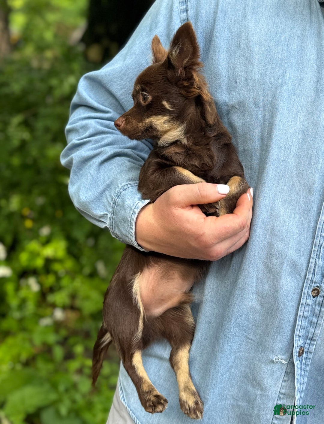 Chihuahua dogs for sale: Hershey - Image 11