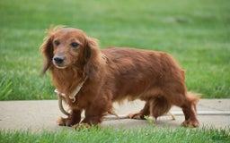 Miniature Dachshund dogs for sale: Teddy - Image 11