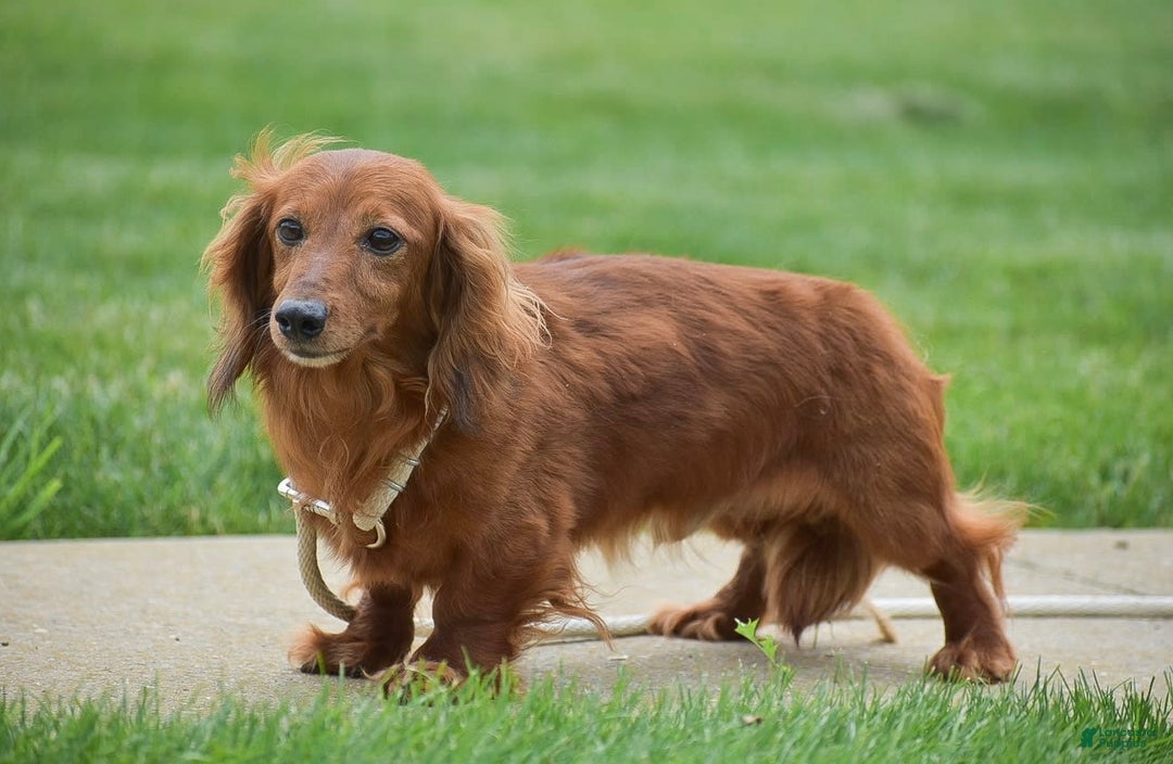 Miniature Dachshund dogs for sale: Teddy - Image 11