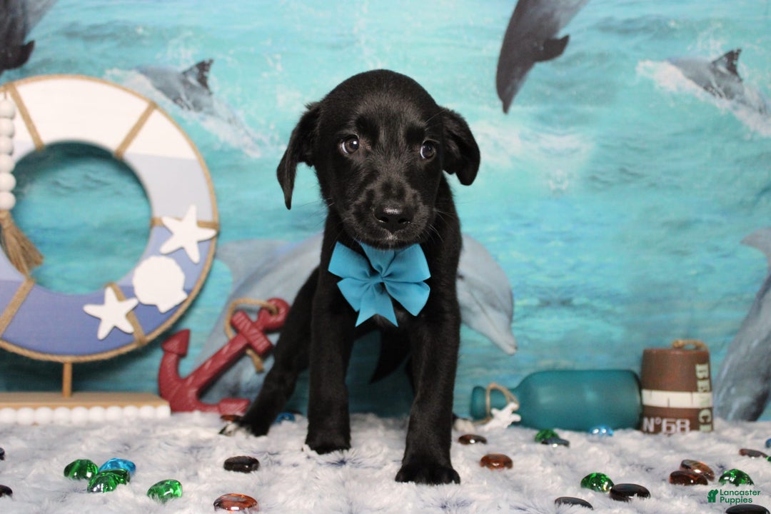 Labrador Retriever dogs for sale: Obsidian - Image 21
