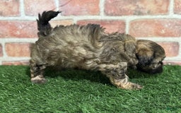 Shihpoo dogs for sale: Peanut - Image 4