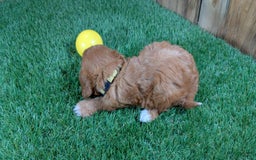 Cavapoo dogs for sale: Honeycomb Girl 10 - Image 1