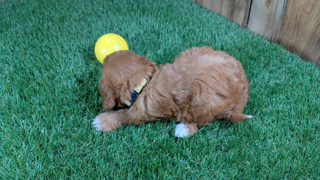 Cavapoo dogs for sale: Honeycomb Girl 10 - Image 1