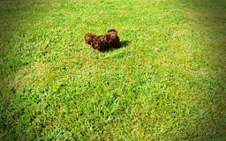 Havapoo dogs for sale: Flower - Image 14
