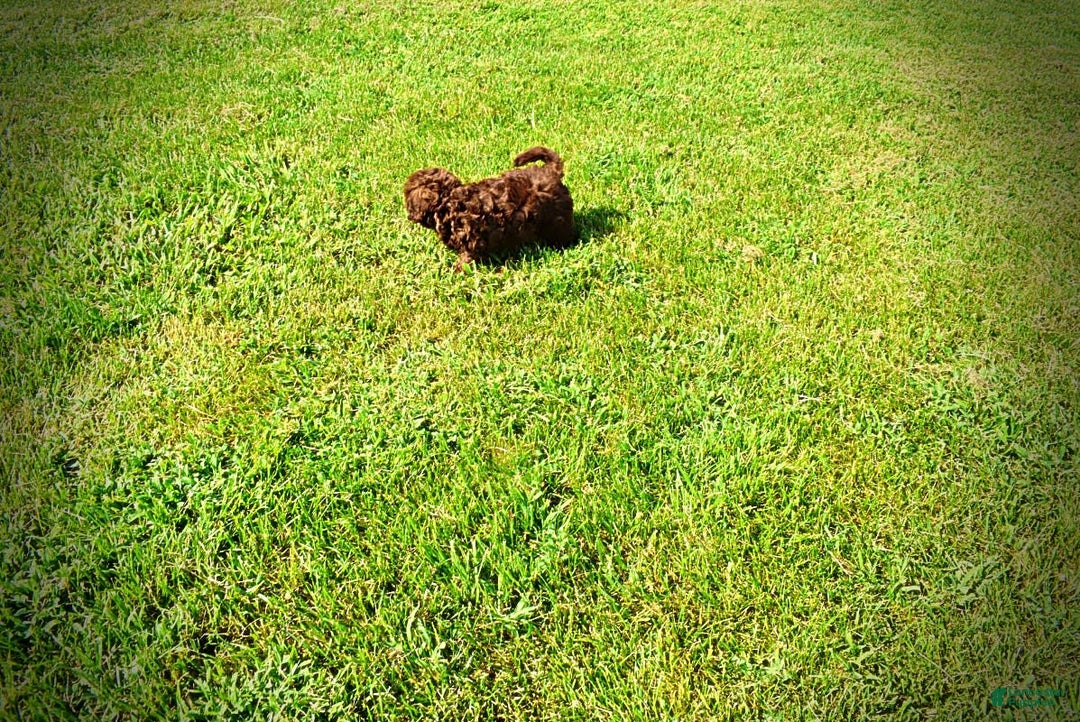 Havapoo dogs for sale: Flower - Image 14