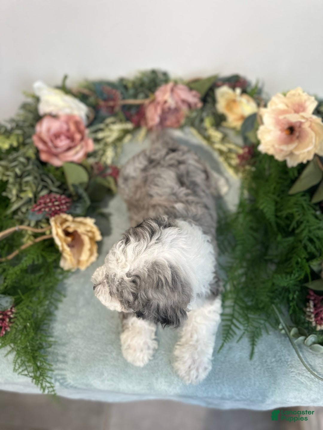 Mini Bernedoodle dogs for sale: Pearl - Image 9