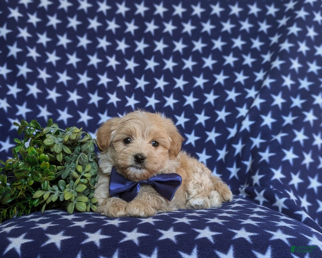Maltipoo dogs for sale: Sully - Image 6