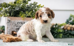 Miniature Poodle dogs for sale: Chip - Image 1