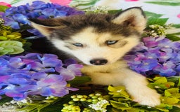 Siberian Husky dogs for sale: Juno - Image 8