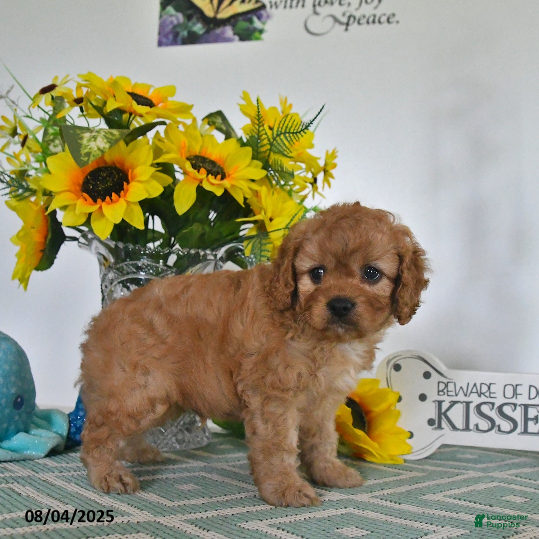 Cavapoo dogs for sale: Toby - Image 2