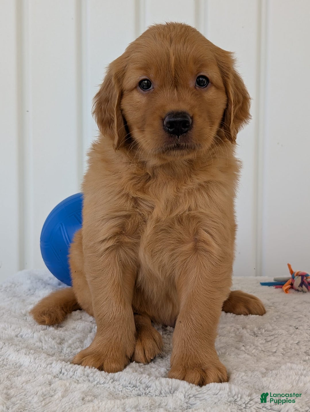 Golden Retriever dogs for sale: Hunter - Image 14