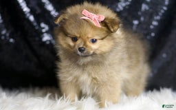 Pomeranian dogs for sale: Sandie - Image 6