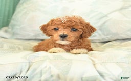 Miniature Poodle dogs for sale: Tinkerbell - Image 3