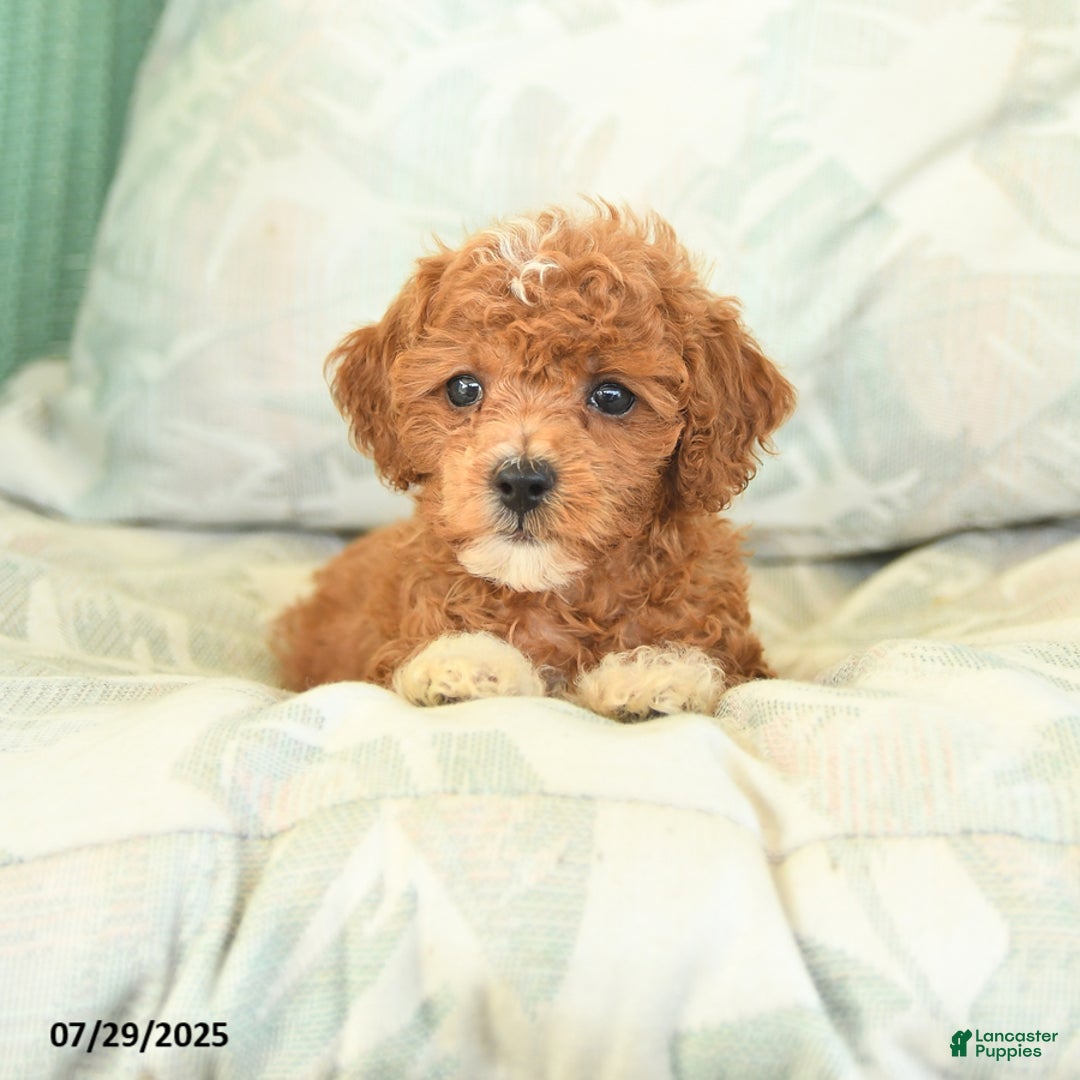 Miniature Poodle dogs for sale: Tinkerbell - Image 3