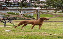 Rhodesian Ridgeback dogs for sale: Purple - Image 5