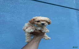 Toy Poodle dogs for sale: Tim - Image 1