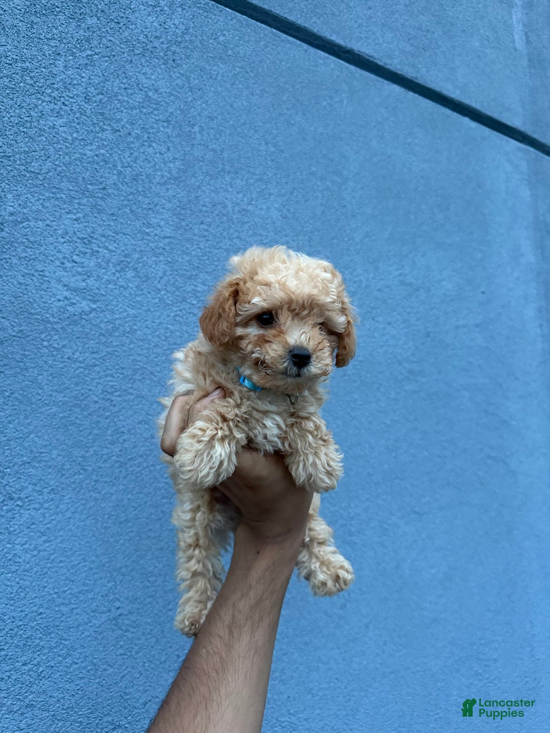 Toy Poodle dogs for sale: Tim - Image 1