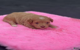 Mini Goldendoodle dogs for sale: Cooper - Image 6