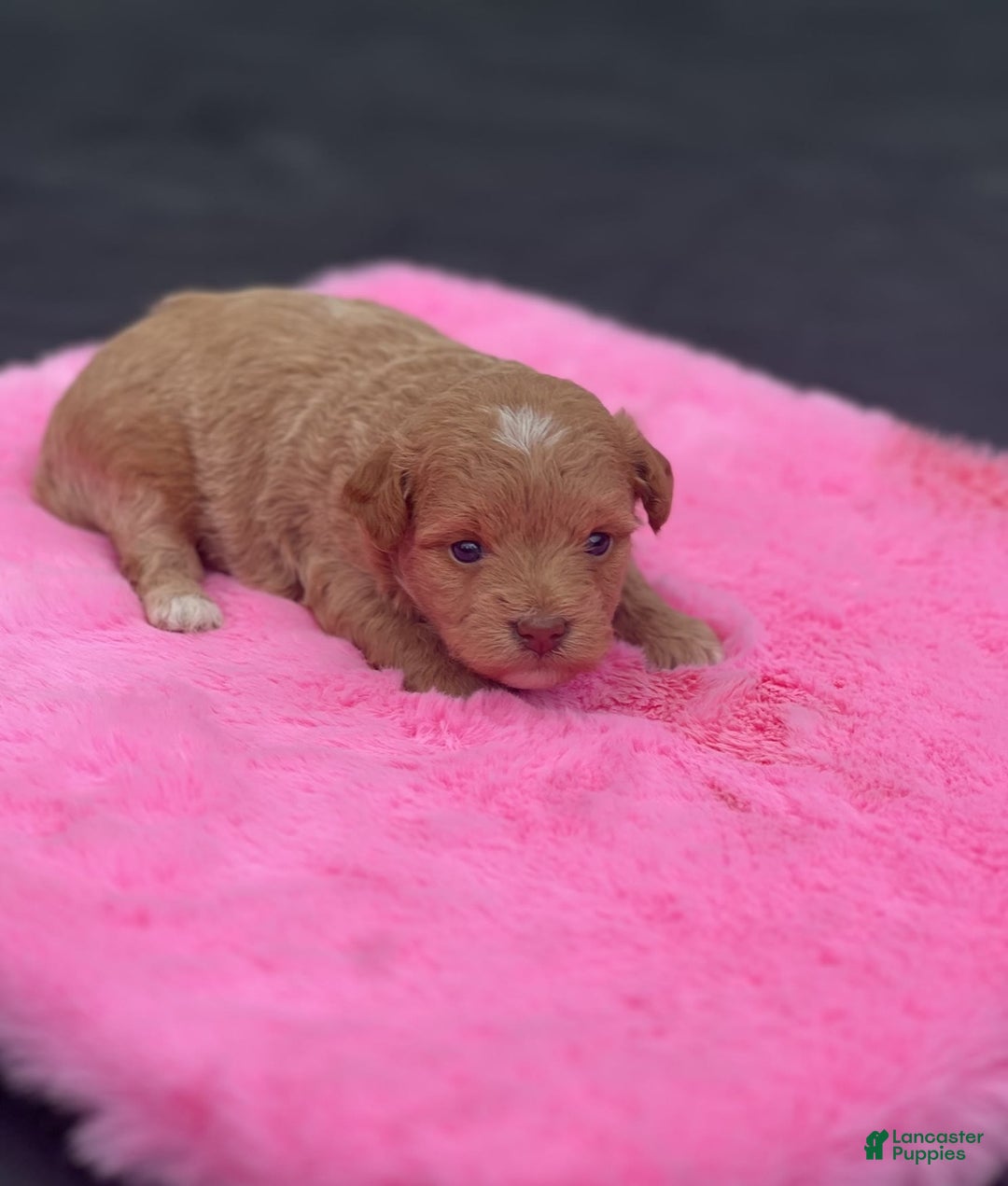 Mini Goldendoodle dogs for sale: Cooper - Image 6