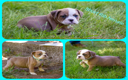 Olde English Bulldogge dogs for sale: Short Rib - Image 3