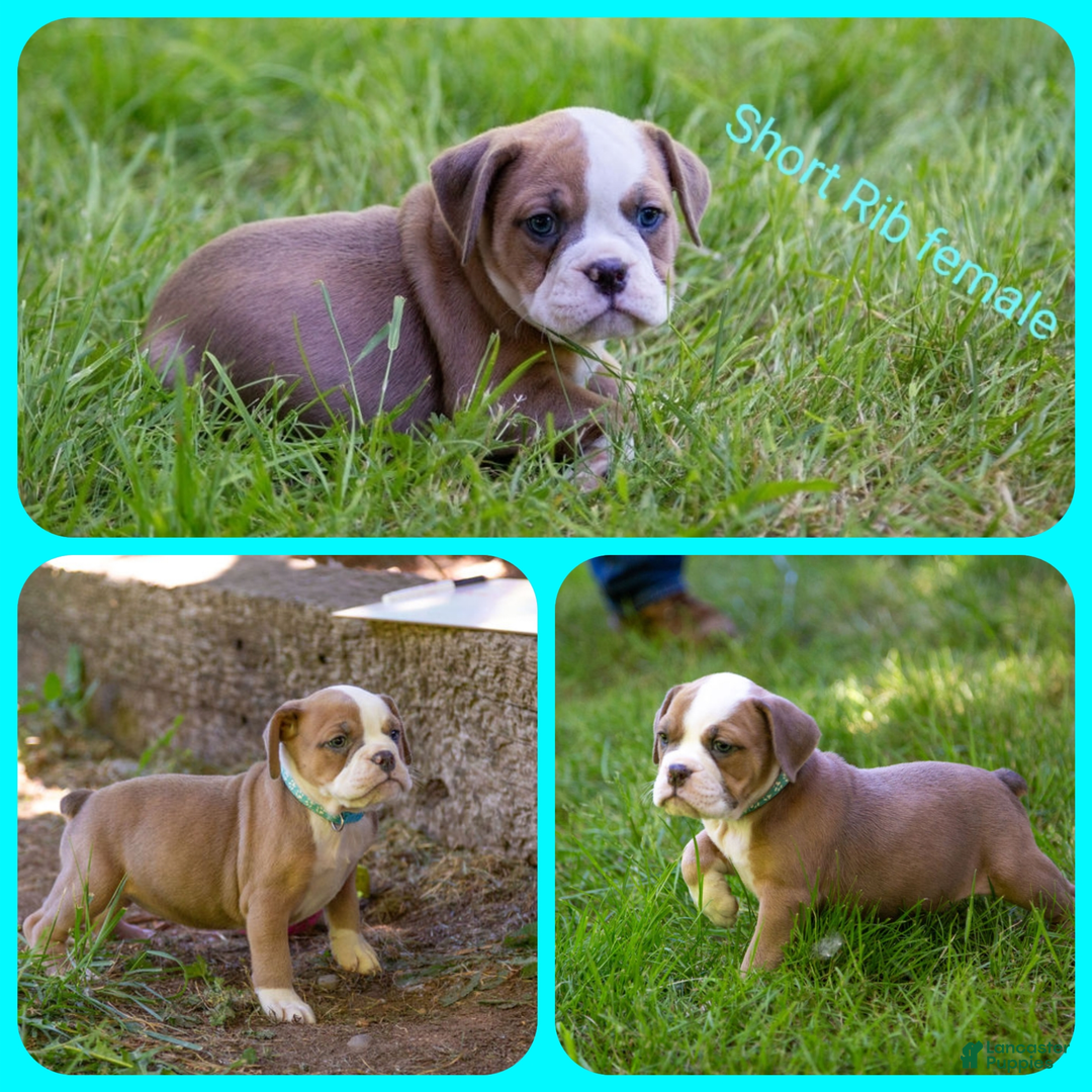 Olde English Bulldogge dogs for sale: Short Rib - Image 3