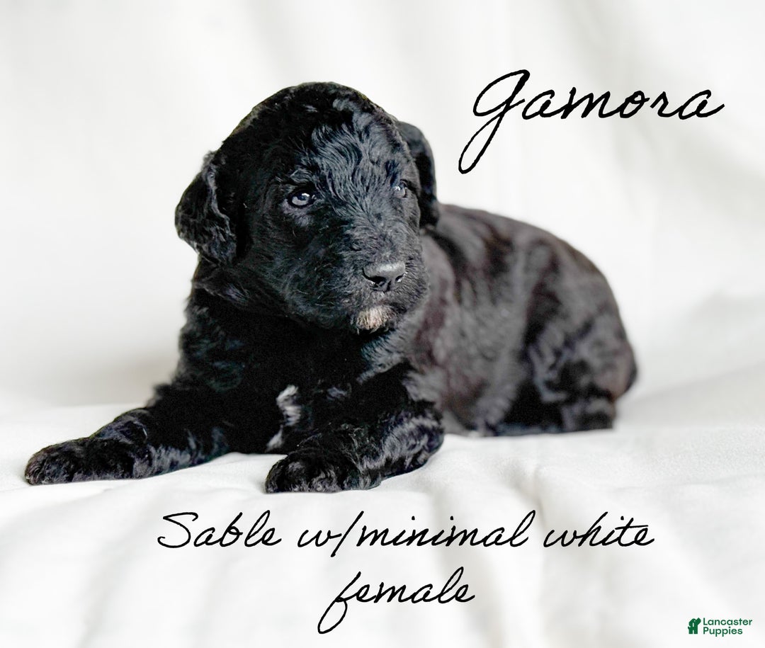 Standard Poodle dogs for sale: Gamora - Image 2
