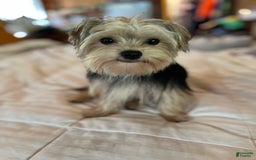 Morkie dogs for sale: Boomer - Image 1
