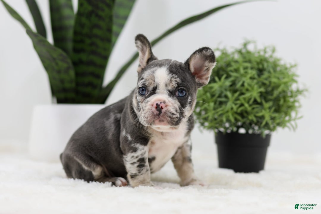 French Bulldog dogs for sale: Peyton - Image 10